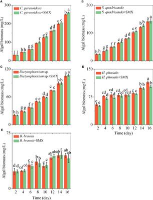 Keystone microalgae species determine the removal efficiency of sulfamethoxazole: a case study of Chlorella pyrenoidosa and microalgae consortia